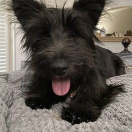 Skye Terrier Puppies from Solana Skye Terriers, Reg.