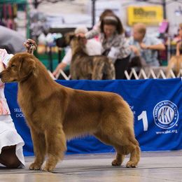 Golden Retriever All Grown Up from GoldRox Goldens