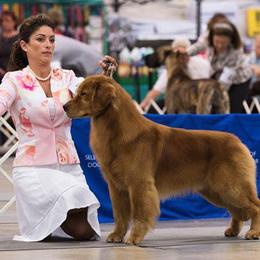 Golden Retriever All Grown Up from GoldRox Goldens