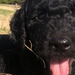 Goldendoodles from Cynthia's Goldendoodles