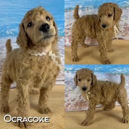 Ocracoke - Apricot female Poodle puppy in Swansboro, North Carolina from Monarch Standard Poodles