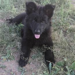 German Shepherd Puppies from Von De León German Shepherds