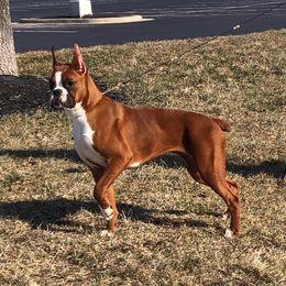 Jamma - Boxer