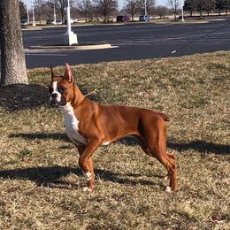 Jamma - Boxer