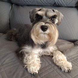 Miniature Schnauzer All Grown Up from Pea Patch Schnauzers