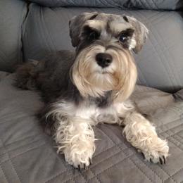 Miniature Schnauzer All Grown Up from Pea Patch Schnauzers