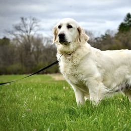 Tide - Golden Retriever