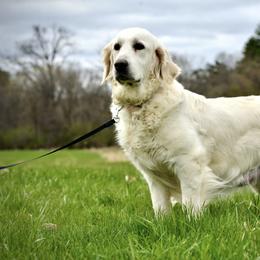 Tide - Golden Retriever