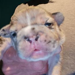 Boy 1 - Black and white male French Bulldog puppy in High Ridge, Missouri from St Louis Frenchies