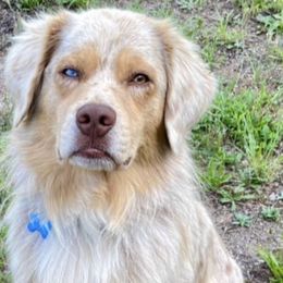 Miniature Australian Shepherds from Magnolia Pawz Aussies