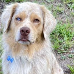 Miniature Australian Shepherds from Magnolia Pawz Aussies
