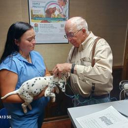 Dalmatian Puppies from Hollytree Dalmatians