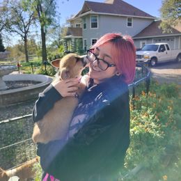 ANWEN - Sable female Pembroke Welsh Corgi puppy in Red Bluff, California from Ruby's Corgi's