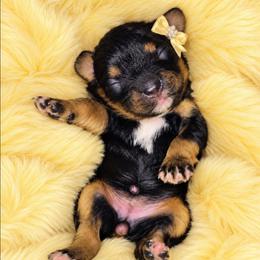 Lovey - Black and tan female Cavapoo puppy in Lebanon, Kentucky from Mosaic Merle Doodles