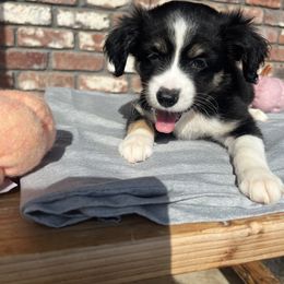 Boy 2 - Toy Australian Shepherd puppy from For the Love of Aussie