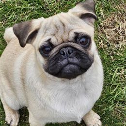 Pugs from PUGZ PAWZ