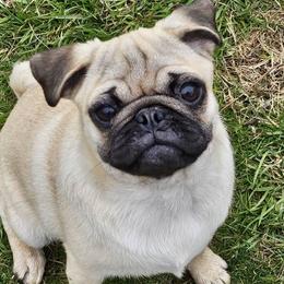 Pugs from PUGZ PAWZ