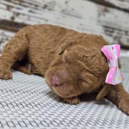Storm - Red  female Goldendoodle puppy in Austin, Texas from Austin Doodles & Poodles