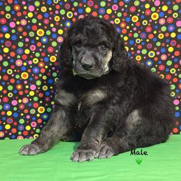 Green - Black male Poodle puppy in Houma, Louisiana from Smart Azz Poodles