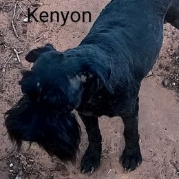 Kenyon - Miniature Schnauzer