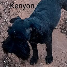 Kenyon - Miniature Schnauzer