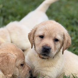 Orange - Yellow female Labrador Retriever puppy in Anderson, South Carolina from Iris Aislings Labradors