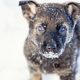 No collar - Sable German Shepherd puppy in Osco, Illinois from Sonnenhügel Kennel, LLC