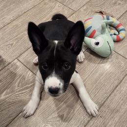 Girl 3 - Maererano's Opaline Onyx - Black and white female Basenji puppy in Lehi, Utah from Maererano Basenjis