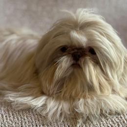 Boogie - Shih Tzu