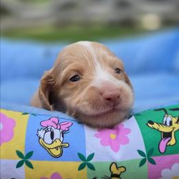 Harry Potter - Piebald male Dachshund puppy in Lady Lake, Florida from K Rae's Dachshunds