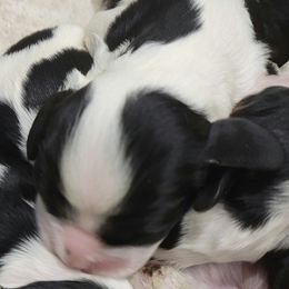 Girl 3 - Cocker Spaniel puppy in Penns Grove, New Jersey from Dominique Cockers