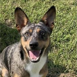 Australian Cattle Dog, Australian Shepherd, Companion Cross, and Miniature Australian Shepherd Puppies from MK Aussies