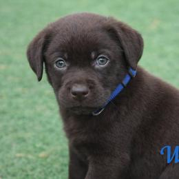 Wave - Chocolate male Labrador Retriever puppy in Morriston, Florida from Penny Lane Labradors