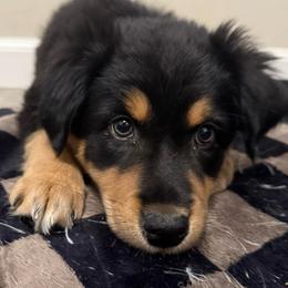 Mulan - Black tri-color female Australian Shepherd puppy in East Hartford, Connecticut from CT Aussies