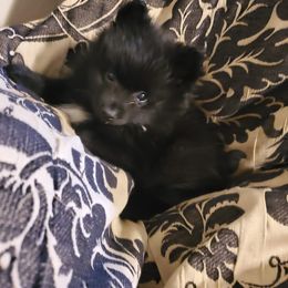 "Kingston" Pomeranian Puppies from Pomeranians Palace
