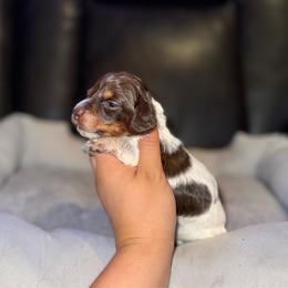 Bear - Piebald male Dachshund puppy in Ceres, California from Rockin' M’s LilBitty Dachshunds (LBD)