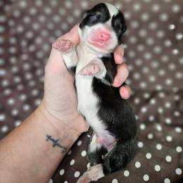 Lover Boy - Black and tan male Pembroke Welsh Corgi puppy in Orrtanna, Pennsylvania from Mountain Top Shepherd's