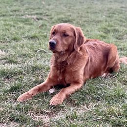 Winnie - Golden Retriever