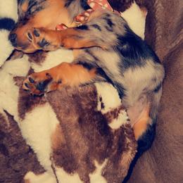 Dachshund and Miniature Australian Shepherd Puppies from Southern Charm Kennels