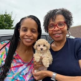 Piper - Champagne female Maltipoo puppy in Lawrenceburg, Tennessee from LUV Poodles and Maltipoos