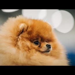 Kazek - Pomeranian