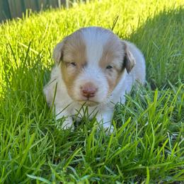 Love bug - Red merle female Australian Shepherd puppy in Otis, Oregon from Heritage Hill Aussies