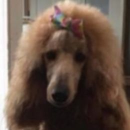 MG - Poodle