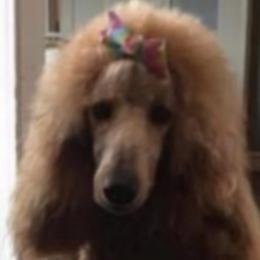 MG - Poodle