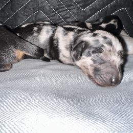 Dachshund Puppies from Dachshunds of the Desert