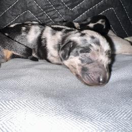 Dachshund Puppies from Dachshunds of the Desert