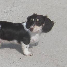 Mars - Dachshund