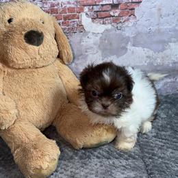 Boy 1 - Liver and white male Shih Tzu puppy in Ocala, Florida from Mimi's Shih-tzus of Ocala