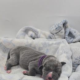 Sandy Claws - Blue female Great Dane puppy in Caldwell, Idaho from Miner's Dynamic Danes