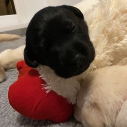 Labrador Retriever Puppies from Tobyan Labradors